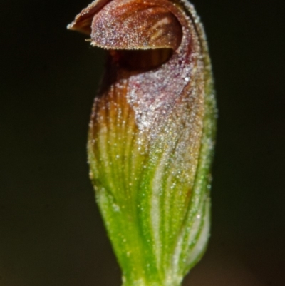 Pterostylis sp. (A Greenhood) at Yerriyong, NSW - 29 Mar 2013 by AlanS