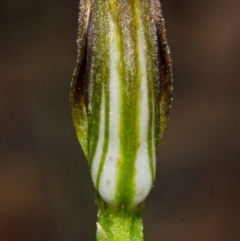 Pterostylis sp. at Yerriyong, NSW - 30 Mar 2013