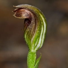 Pterostylis sp. at Yerriyong, NSW - suppressed