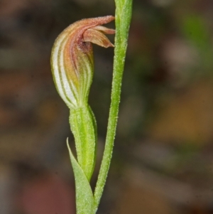 Pterostylis sp. at Yerriyong, NSW - suppressed