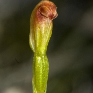 Pterostylis sp. at Vincentia, NSW - suppressed