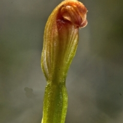 Pterostylis sp. at Vincentia, NSW - suppressed