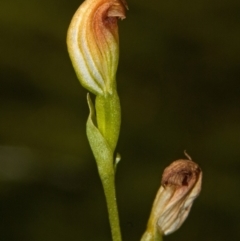 Pterostylis sp. at Vincentia, NSW - suppressed