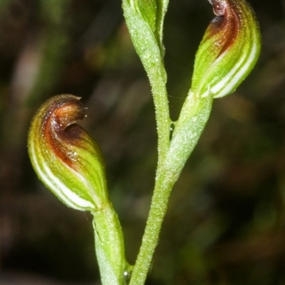 Pterostylis sp. (A Greenhood) at Sassafras, NSW - 26 Feb 2008 by AlanS