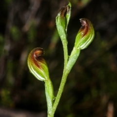 Pterostylis sp. at Sassafras, NSW - suppressed