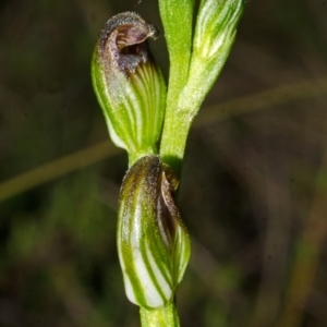 Pterostylis sp. at Tianjara, NSW - 1 Mar 2015