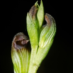 Pterostylis sp. at Tianjara, NSW - 1 Mar 2015