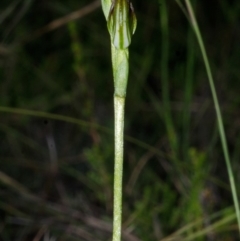 Pterostylis sp. at Tianjara, NSW - 1 Mar 2015