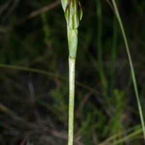 Pterostylis sp. at Tianjara, NSW - 1 Mar 2015