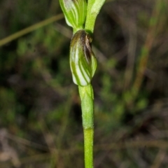 Pterostylis sp. at Tianjara, NSW - 1 Mar 2015