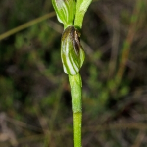 Pterostylis sp. at Tianjara, NSW - 1 Mar 2015