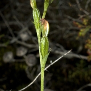 Pterostylis sp. at Yatte Yattah, NSW - 15 Apr 2011