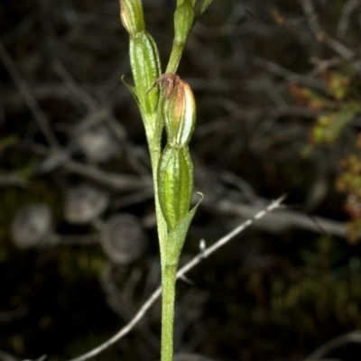 Pterostylis sp. (A Greenhood) at Yatte Yattah, NSW - 14 Apr 2011 by AlanS