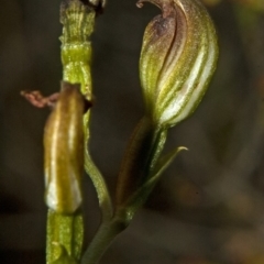 Pterostylis sp. at Yatte Yattah, NSW - 15 Apr 2011