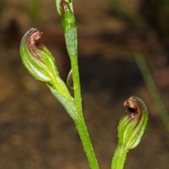 Pterostylis sp. (A Greenhood) at Red Rocks, NSW - 28 Feb 2013 by AlanS