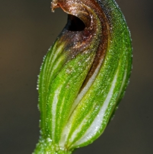 Pterostylis sp. at Red Rocks, NSW - suppressed