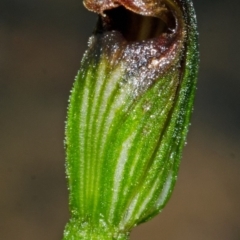 Pterostylis sp. at Red Rocks, NSW - suppressed