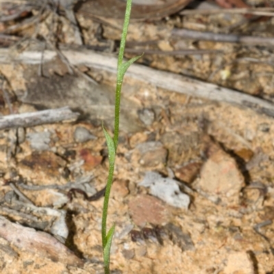 Pterostylis sp. (A Greenhood) at Yerriyong, NSW - 14 Mar 2013 by AlanS