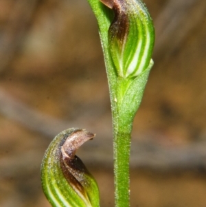 Pterostylis sp. at Yerriyong, NSW - suppressed