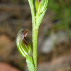 Pterostylis sp. at Yerriyong, NSW - suppressed