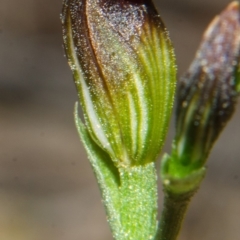 Pterostylis sp. at Yerriyong, NSW - suppressed