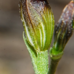 Pterostylis sp. at Yerriyong, NSW - suppressed