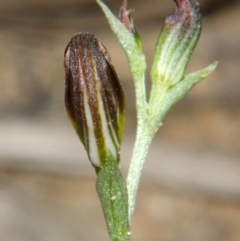 Pterostylis sp. at Yerriyong, NSW - suppressed