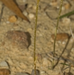 Pterostylis sp. (A Greenhood) at Yerriyong, NSW - 14 Apr 2010 by AlanS