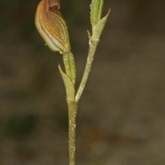 Pterostylis sp. at Yerriyong, NSW - suppressed