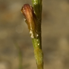 Pterostylis sp. at Yerriyong, NSW - suppressed