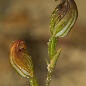 Pterostylis sp. at Yerriyong, NSW - suppressed