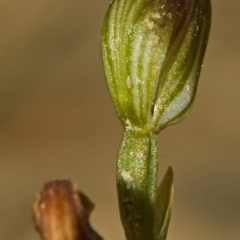 Pterostylis sp. at Yerriyong, NSW - suppressed