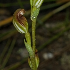 Pterostylis sp. (A Greenhood) at Jerrawangala, NSW - 18 Feb 2012 by AlanS