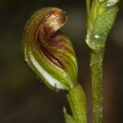 Pterostylis sp. at Jerrawangala, NSW - suppressed