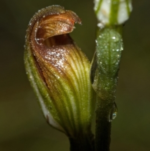 Pterostylis sp. at Jerrawangala, NSW - suppressed