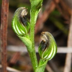 Pterostylis sp. (A Greenhood) at Yerriyong, NSW - 29 Mar 2013 by AlanS