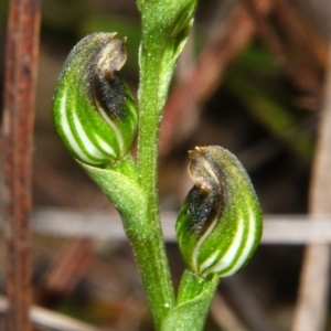 Pterostylis sp. at Yerriyong, NSW - 30 Mar 2013