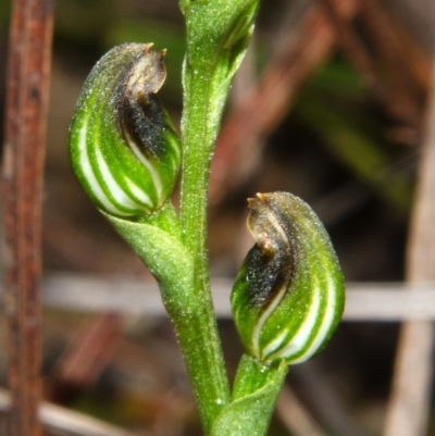 Pterostylis sp. (A Greenhood) at Parma Creek Nature Reserve - 29 Mar 2013 by AlanS
