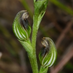 Pterostylis sp. at Yerriyong, NSW - 30 Mar 2013