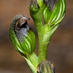 Pterostylis sp. at Yerriyong, NSW - 30 Mar 2013