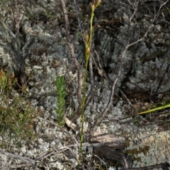 Pterostylis sp. (A Greenhood) at Moollattoo, NSW - 26 Apr 2012 by AlanS