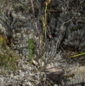 Pterostylis sp. at Moollattoo, NSW - 27 Apr 2012