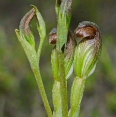 Pterostylis sp. (A Greenhood) at Tianjara, NSW - 22 Mar 2013 by AlanS