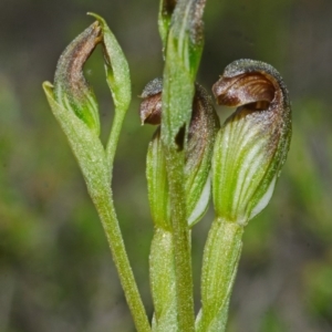 Pterostylis sp. at Tianjara, NSW - 22 Mar 2013