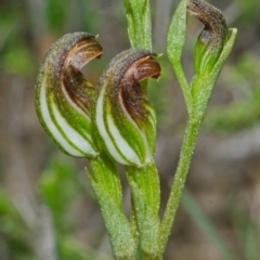 Pterostylis sp. at Tianjara, NSW - 22 Mar 2013