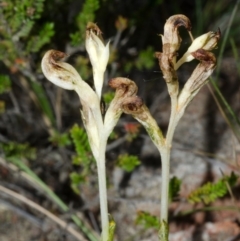 Pterostylis sp. (A Greenhood) at Tianjara, NSW - 15 Mar 2015 by AlanS