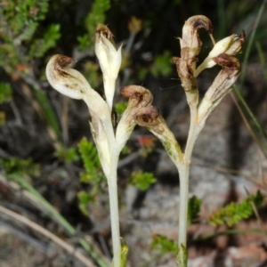 Pterostylis sp. at Tianjara, NSW - suppressed