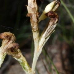Pterostylis sp. at Tianjara, NSW - suppressed