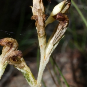 Pterostylis sp. at Tianjara, NSW - 15 Mar 2015