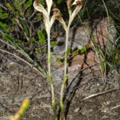 Pterostylis sp. at Tianjara, NSW - suppressed